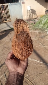 ತೆಂಗಿನಕಾಯಿ