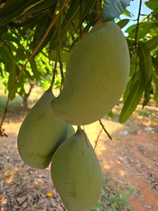 ಮಾವು