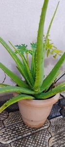 ಅಲೋವೆರಾ