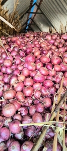 ఉల్లిపాయ