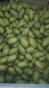 మామిడి పండ్లు
