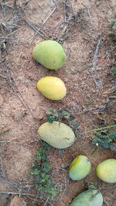 आम