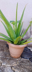 ಅಲೋವೆರಾ