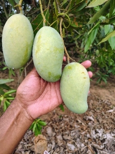 ಮಾವು