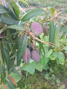 ಮಾವು