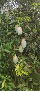 മാമ്പഴം