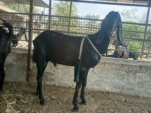 ಮೇಕೆ