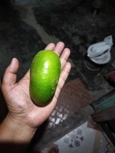 காஜி நேமு