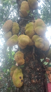 कटहल