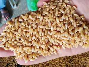 గోధుమ