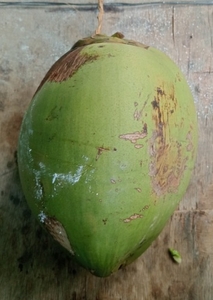 ತೆಂಗಿನಕಾಯಿ