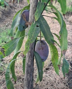 మామిడి