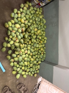 మామిడి