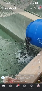 വൈറൽ മീൻ (മുറൽ) എന്ന ജീവനുള്ള മത്സ്യം