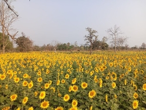 सूरजमुखी