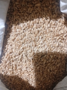 ഗോതമ്പ്