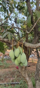 ജൈവ മാമ്പഴം