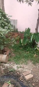 ఆవు