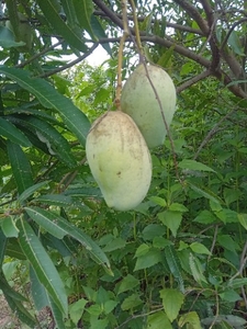 आम