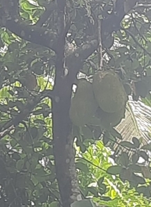 कटहल