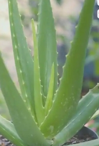 ಅಲೋವೆರಾ