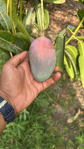 മിയാസാക്കി മാമ്പഴം