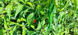 പച്ചമുളക്