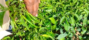 ഫോട്ടോ 2