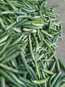 பாம்புக்காய்
