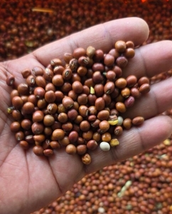 ತೂರ್ ದಾಲ್