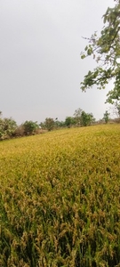 ധാൻ