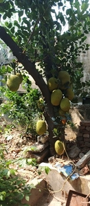 ಹಲಸಿನ ಹಣ್ಣು