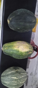 മത്തങ്ങ