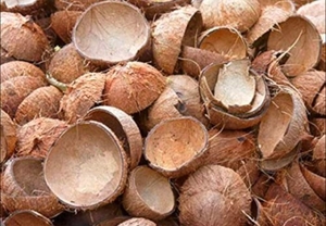 ತೆಂಗಿನಕಾಯಿ ಚಿಪ್ಪು