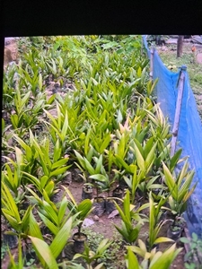 வெற்றிலை நாற்றுகள்
