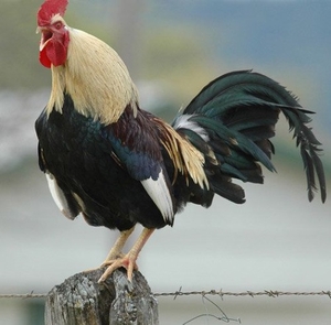 கோழி