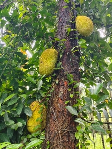 ಹಲಸಿನ ಹಣ್ಣು