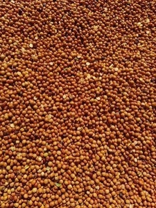 लाल चना कंदुलु