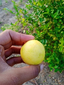 ನಿಂಬೆಹಣ್ಣು