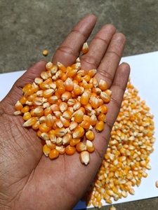 ಮೆಕ್ಕೆ ಜೋಳ