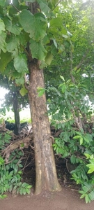 തേക്ക് മരങ്ങൾ