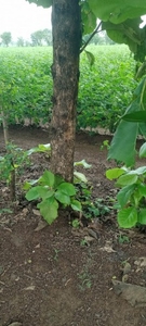 ఫోటో 3