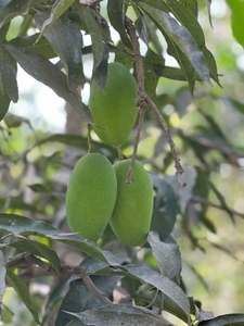 మామిడి