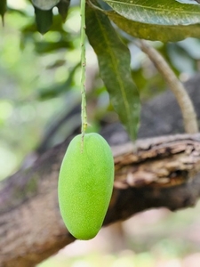 ఫోటో 2