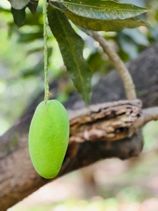 ఫోటో 3
