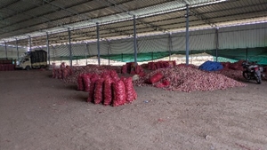 வெங்காயம்