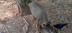 ഫോട്ടോ 3