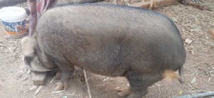 ഫോട്ടോ 4