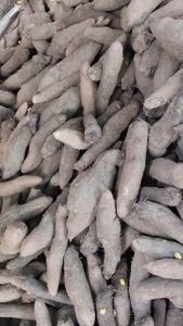 പൂർപ്പാൽ ചേന