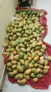 தோத்தாபுரி மாம்பழங்கள்